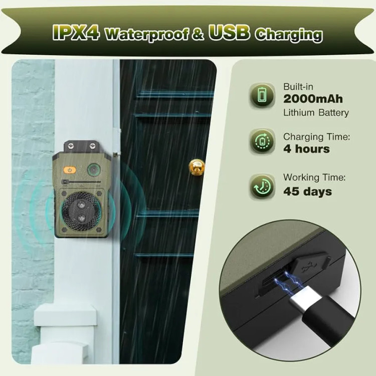 آموزش سگ بدون قلاده